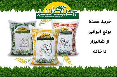 خرید عمده برنج ایرانی اصیل؛ از شالیزار تا سفره شما