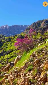 شکوفه‌های ارغوان در دره‌‌های سرسبز دیوزناو