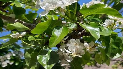 شکوفه‌های گلابی وحشی در روستای الیف کازرون + تصاویر