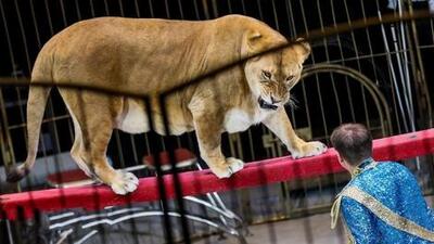 حمله هولناک ببر به یکی از کارکنان سیرک در مصر - آینه فردا