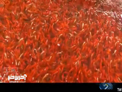 ماهی‌های قرمز را رها نکنید...