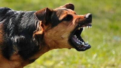 ۹ مصدوم بر اثر حمله سگ ولگرد