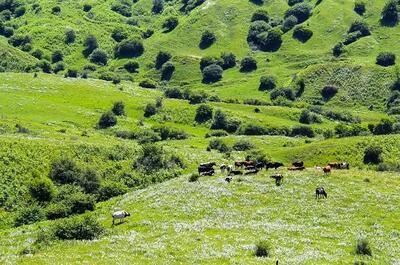 گشت زنی ۲۱ اکیپ حفاظت اداره کل منابع طبیعی کردستان در روز طبیعت