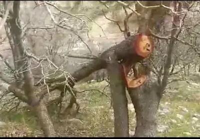 جریمه یک میلیاردتومانی عامل قطع درختان جنگلی در بویراحمد