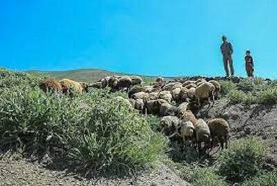 چرای بهاری در مراتع مهاباد تا ۱۵ اردیبهشت ممنوع است