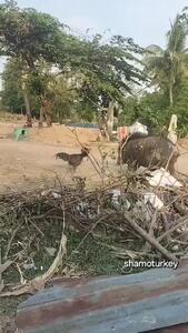 فیلم نبرد دیدنی خروس جنگی با گراز وحشی