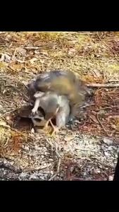 فیلم / نبرد مادر سنجاب با مار برای نجات بچه‌اش