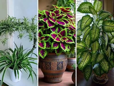 گیاهان آپارتمانی متفاوت; راهکارهایی برای نگهداری گل‌های آپارتمانی مقاوم+ عکس
