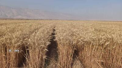 آغاز برداشت خوشه های طلایی گندم در فارس