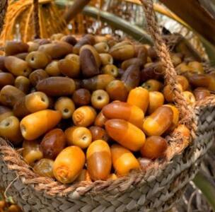 پیش‌بینی تولید ۱۰ هزار تن خرما در خاش