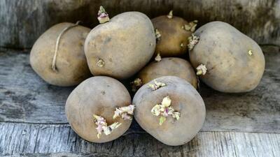 خطرات مصرف سیب زمینی سبز رنگ (فیلم)