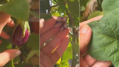 آموزش کاشت بادمجان در خانه باغچه ای ساده و سریع!