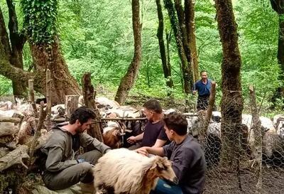 طرح واکسیناسیون بیماری طاعون نشخوارکنندگان کوچک در گیلان آغاز شد