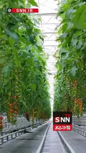 صادرات ۵ هزار تن گوجه فرنگی از یک مزرعه بدون خاک با فناوری گلخانه‌ای