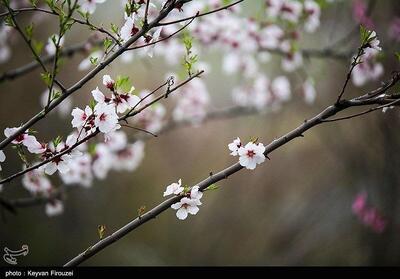 تصاویر | صحنه های رویایی از بهار دل انگیز کردستان