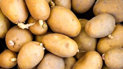 سیب زمینی که جوانه زده میتونیم مصرف کنیم یا نه؟
