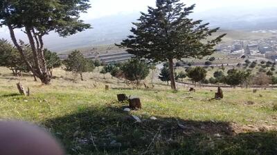 خشکسالی درختان تپه جنگلی ابوذر به لطف کم آبی + عکس