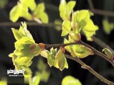 یک موزیک ویدئوی ملایم و دلنشین با حال و هوای بهاری