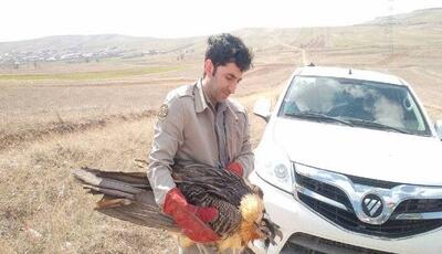 نجات همای سعادت در ورزقان