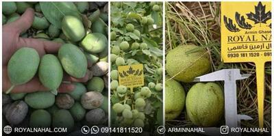 با کاشت نهال گردو ژنوتیپ رویال ۱۰ تن گردو هکتار برداشت کنید