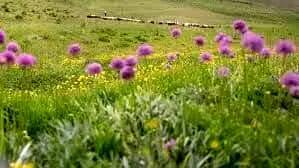 برخورد قانونی و قاطع با برداشت گیاهان مرتعی و جنگلی در لرستان