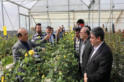 ۳۰۰ هکتار گلخانه در استان اردبیل در حال احداث است