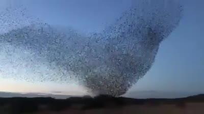 لحظات جذاب و دیدنی از کوچ دسته جمعی پرندگان