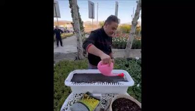 چطور سبزیجات تازه در بالکن بکاریم؟ راهکارهایی برای پرورش سبزیجات در فضای کوچک آپارتمان بدون نیاز به تجربه خاص