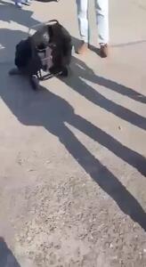 فیلم / زیرکی گربه‌ای که ماهی را از چنگ ماهیگیر درآورد