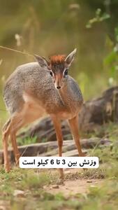 آشنایی با دیک‌دیک / یکی از ظریف‌ترین آهوهای جهان