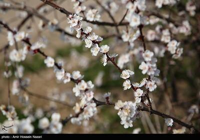 عکس/ شکوفه های بهاری باغستان های قزوین