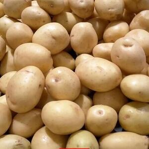 کمبود و گرانی دوباره سیب زمینی در بازار
