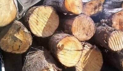 کشف ۱۶ تن چوب قاچاق در آزادشهر