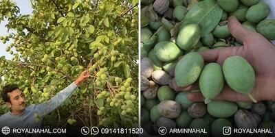 چگونه با احداث باغ گردو به درآمد میلیاردی دست یابیم؟