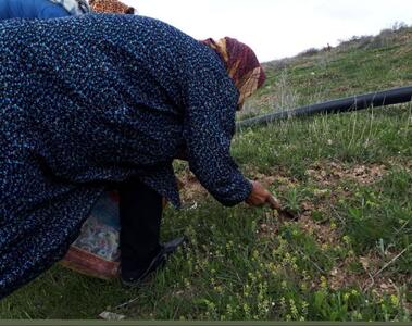 این سبزی را نه بخرید و نه بچینید!