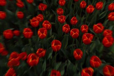 جشنواره لاله‌های پارک چمران، کرج در آغوش رنگ‌ها | تصاویر