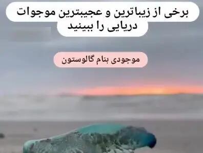 زیباترین و عجیب ترین موجودات دریایی + فیلم