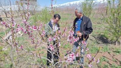 بیش از ۲۲۷ میلیارد تومان خسارت‌ ناشی از سرمازدگی در باغات نیشابور