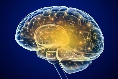 مواد مغذی کلیدی برای تقویت هوش