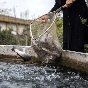 ماهی قزل آلا پرورشی | بررسی روشهای پرورش، اکوسیستم مناسب و تغذیه آنها - پایگاه خبری مدارا