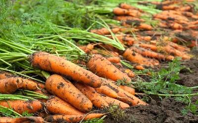 آب‌ هویج، هویج بستنی و هویج پلو کدام کم کالری‌ترند؟