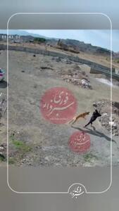 فیلم لحظه حمله سگ هار به یک زن در سبزوار ! / تکه پاره اش کرد !