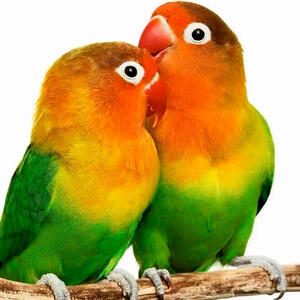 از تغذیه گروهی شیر ها تا عشق ورزیدن کوتوله های برزیلی