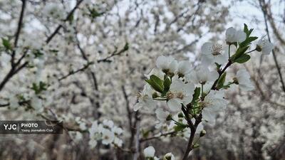 رخ نمایی شکوفه‌های بهاری در شهرستان سامان+تصاویر