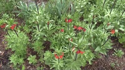 طبیعت باران شهرستان فریدونشهر+ فیلم