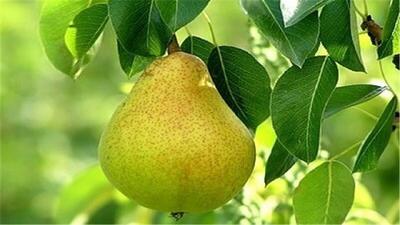 افزایش رغبت کشاورزان استان قزوین به تولید گلابی