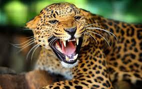 واکنش جگوار به ماهی گربه ای