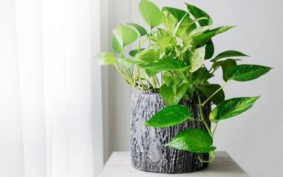 ترفندهای ریکاوری گیاهان ‌آپارتمانی پس از سفر