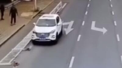 رانندگی سگ ولگرد حادثه آفرید
