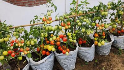 کاشت گوجه فرنگی در گونی : تکنیک های عالی برای طعم بهتر